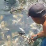 Disebabkan Cuaca Ekstrem, Ribuan Ikan di Keramba Waduk Saguling Mati