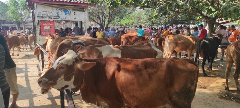 Investor Vietnam Mau Masuk, Pemerintah Siapkan Tiga Lahan Peternakan Sapi